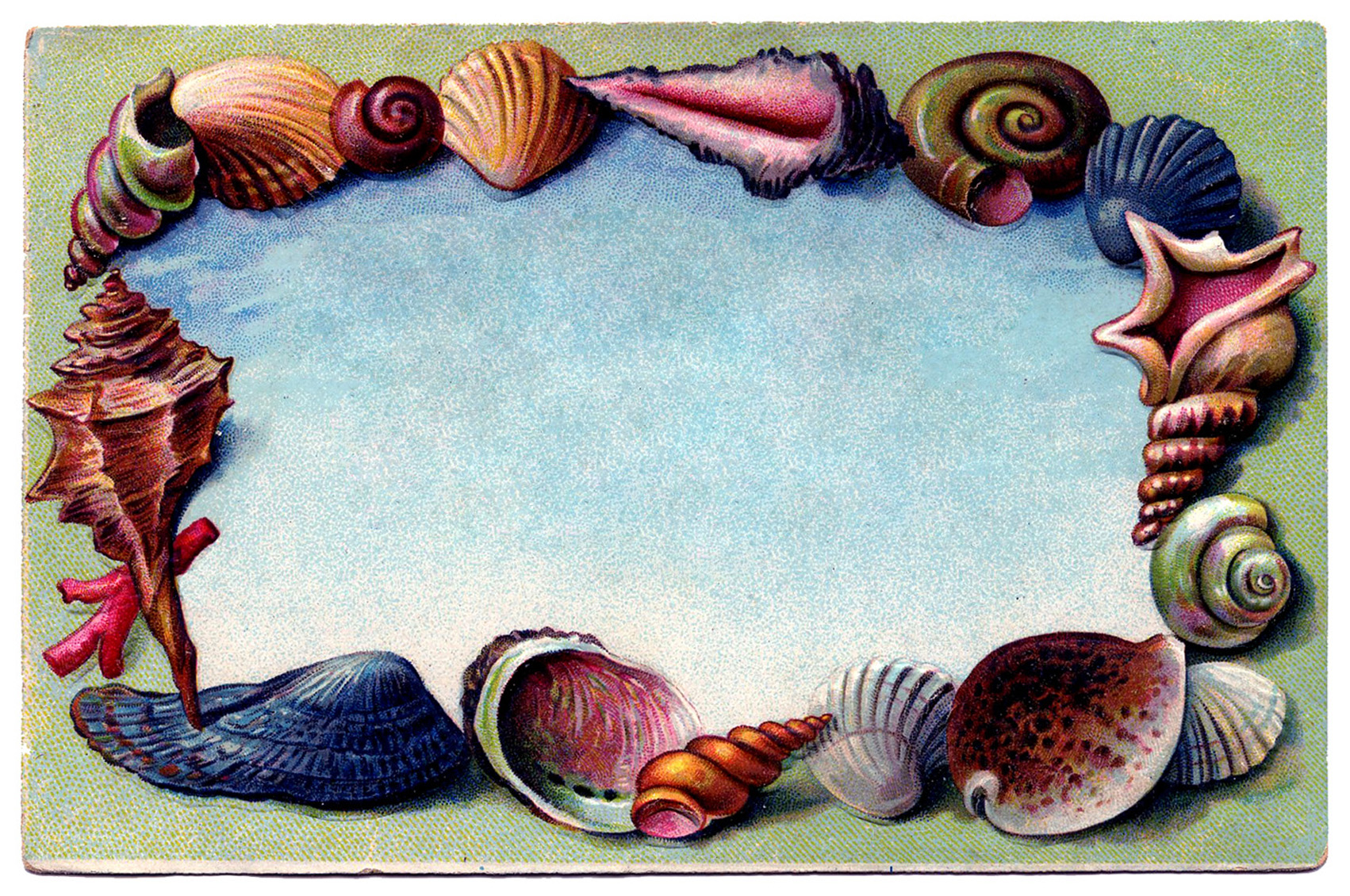 seashell border clip art