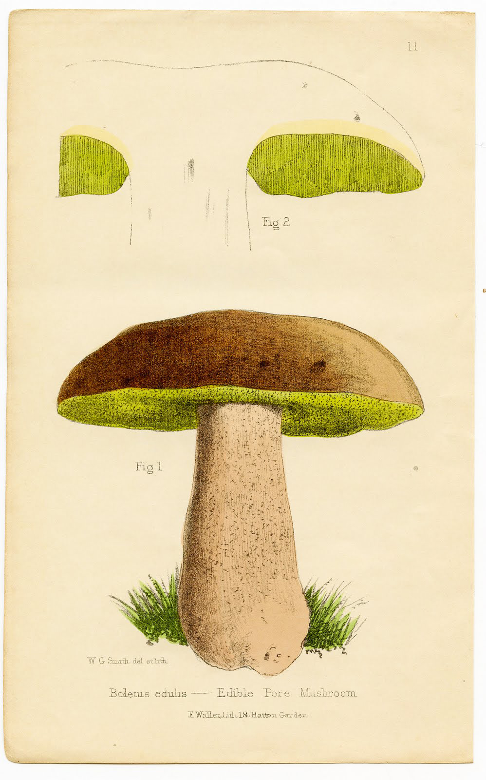 Vintage Mushroom Print