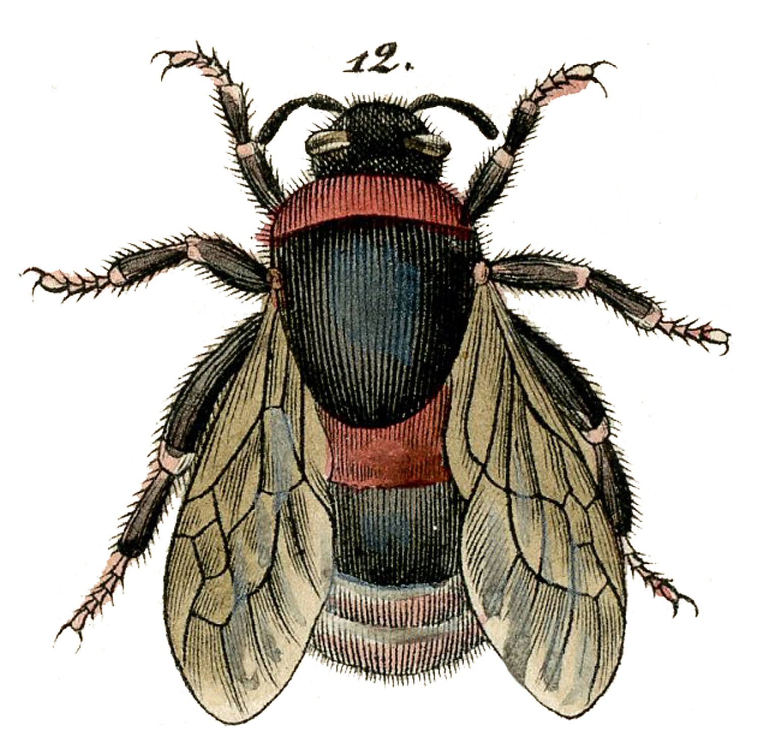 honey bee illustration antique