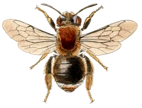 Brown Bee Graphic