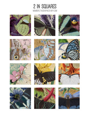 Moth and butterfly collage with flowers 