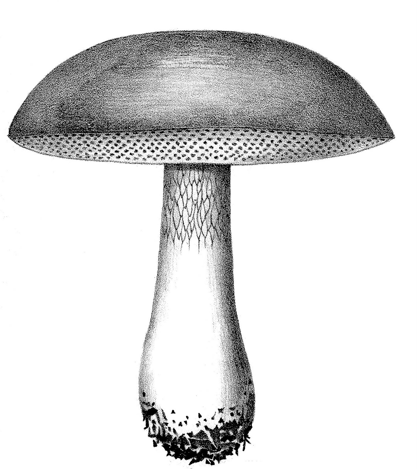 Black and white Mushroom Clipart