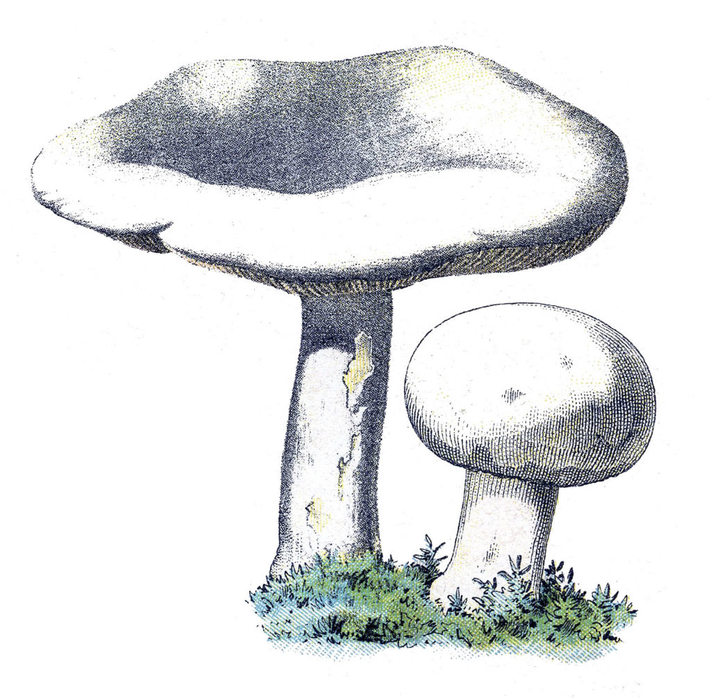 Cute Mushroom Pair