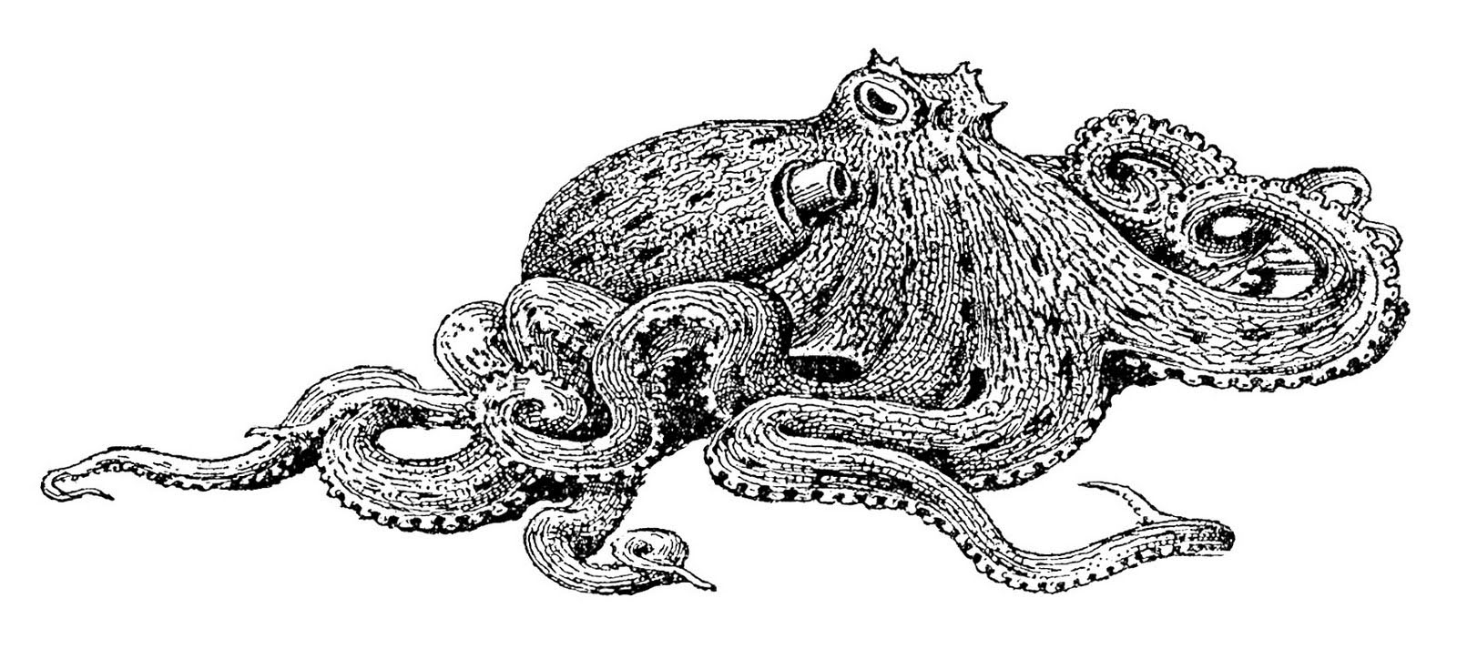 Octopus Laying on Ocean Floor Vintage Image