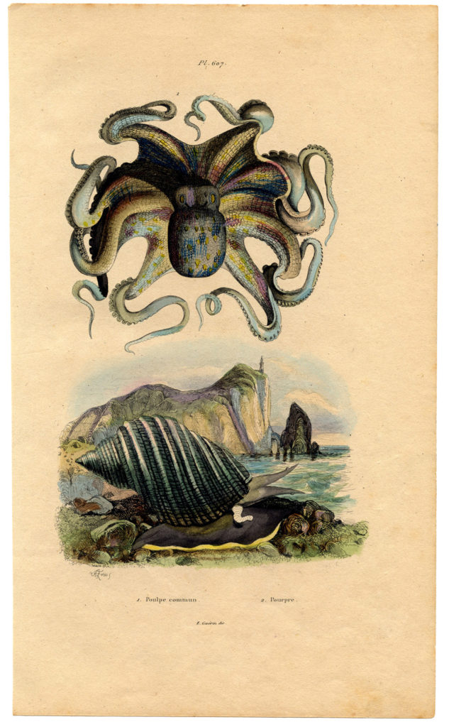 Octopus Antique Natural History Print