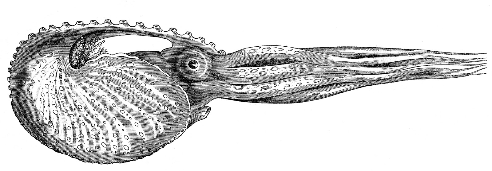 Octopus Argonaut Swimming