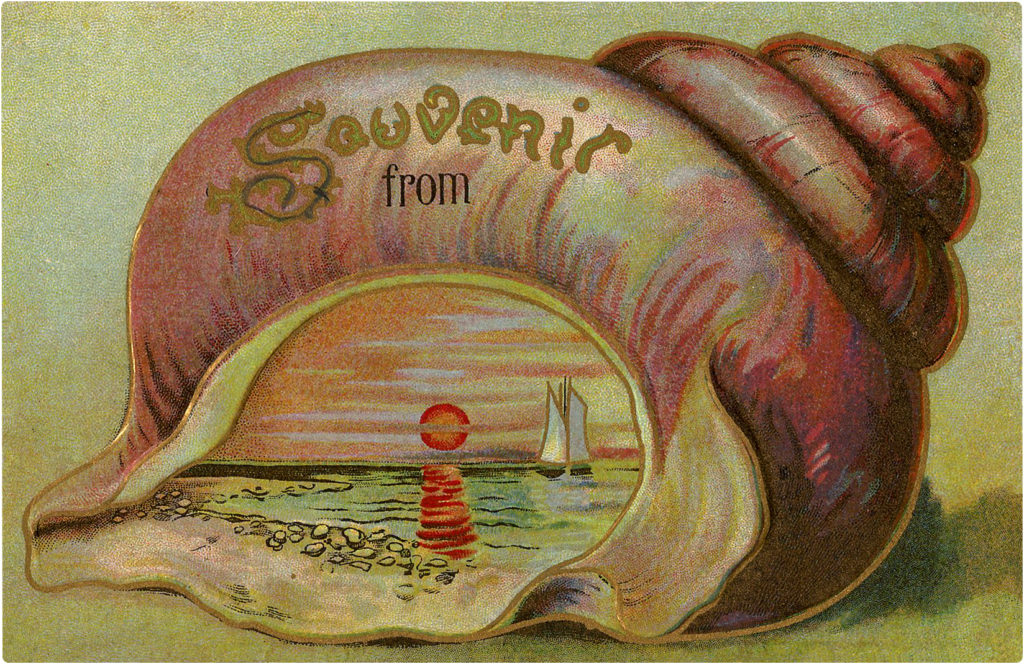 Souvenir Seashell Images