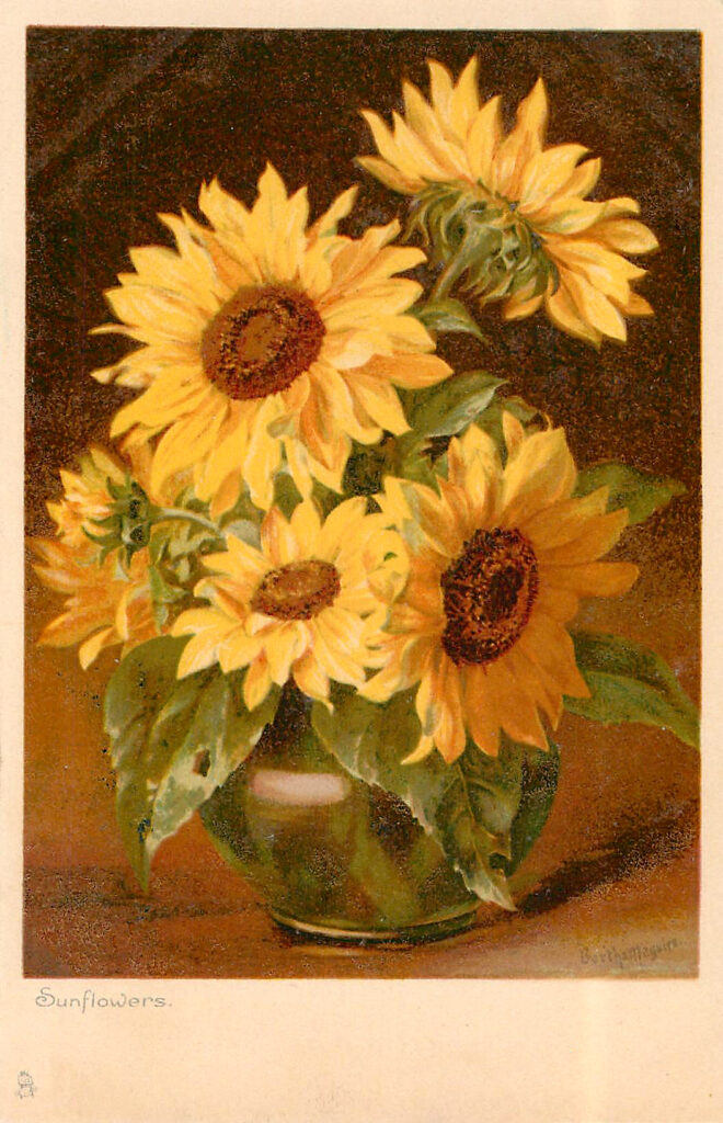 Sunflowers in Vase Picture