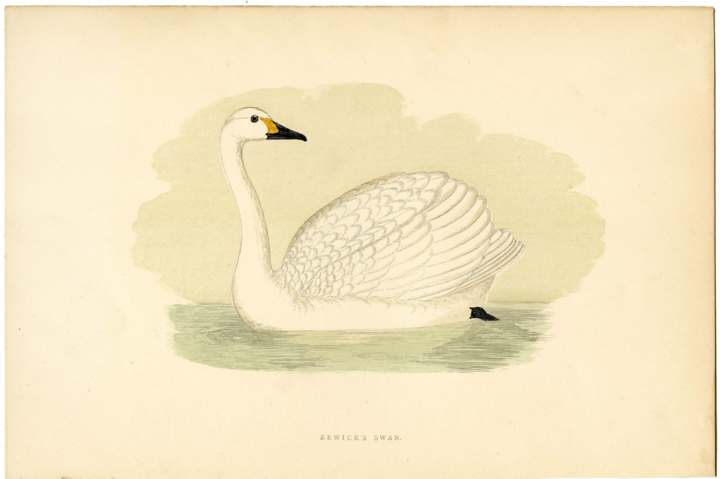 Swan Print Image