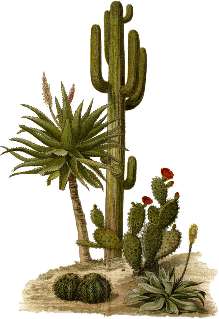 Vintage Cactus Garden Image