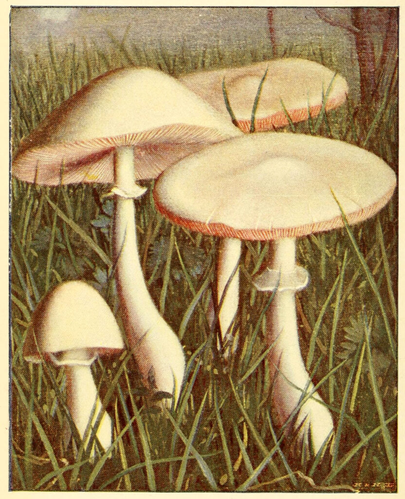 White Mushrooms in Grass Image