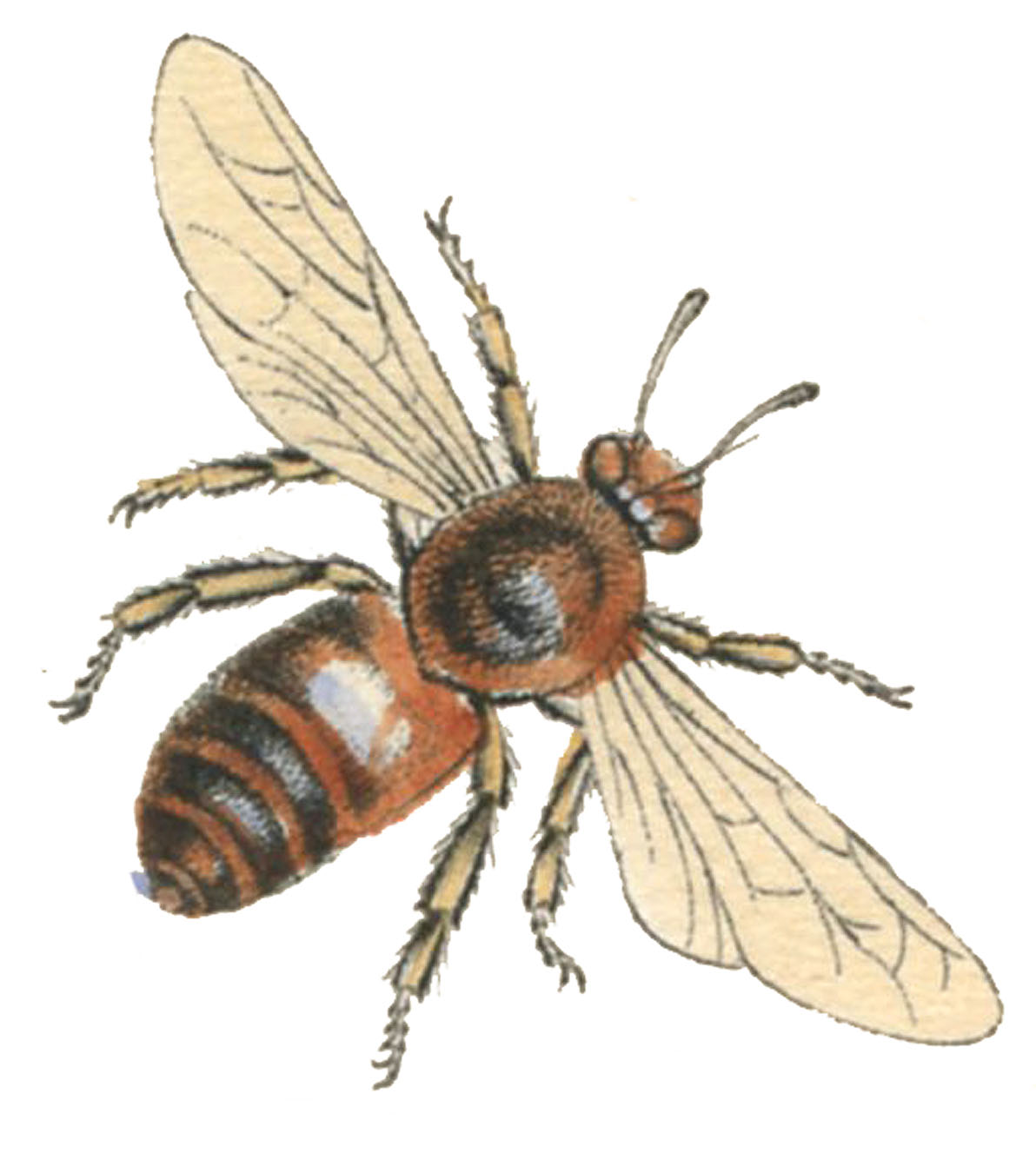 vintage honey bee drawing