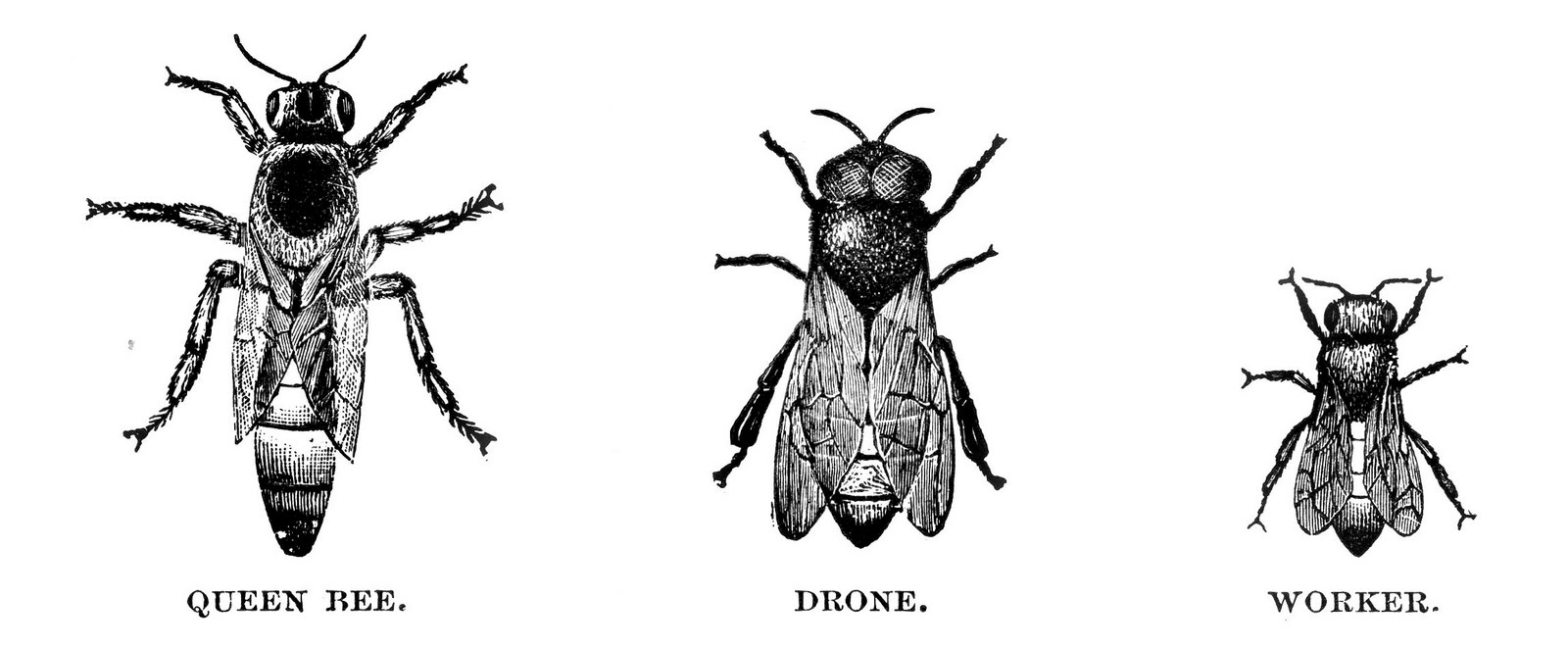 Black and White Bee Clipart