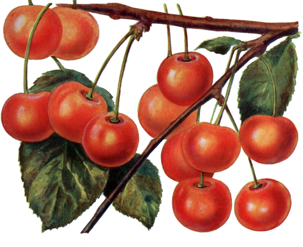 Cherries image