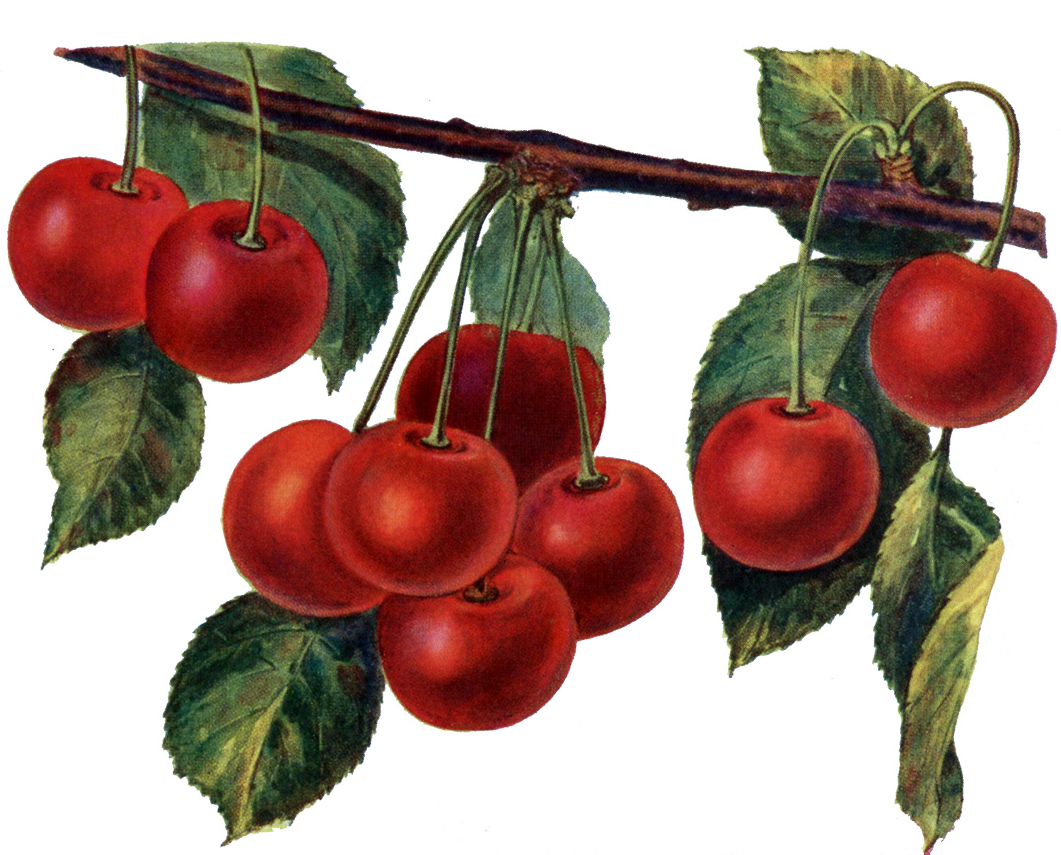 Vintage Cherries Illustration
