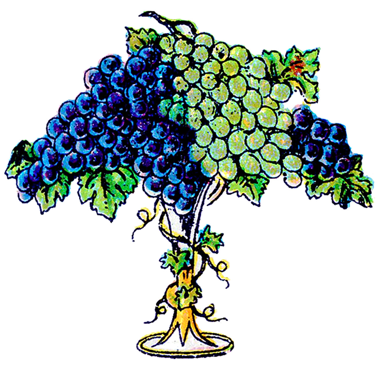 grapes tree clip art