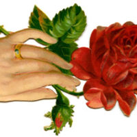 Hand with Red Rose