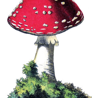 mushroom+red+vintage+image-graphicsfairy012