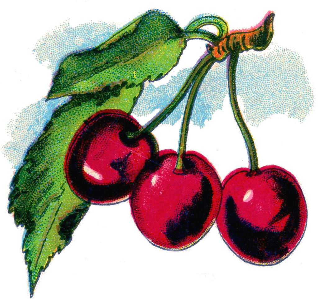 Cherry Clipart Picture