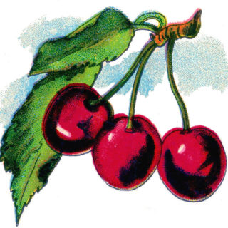 Cherry Clipart Picture