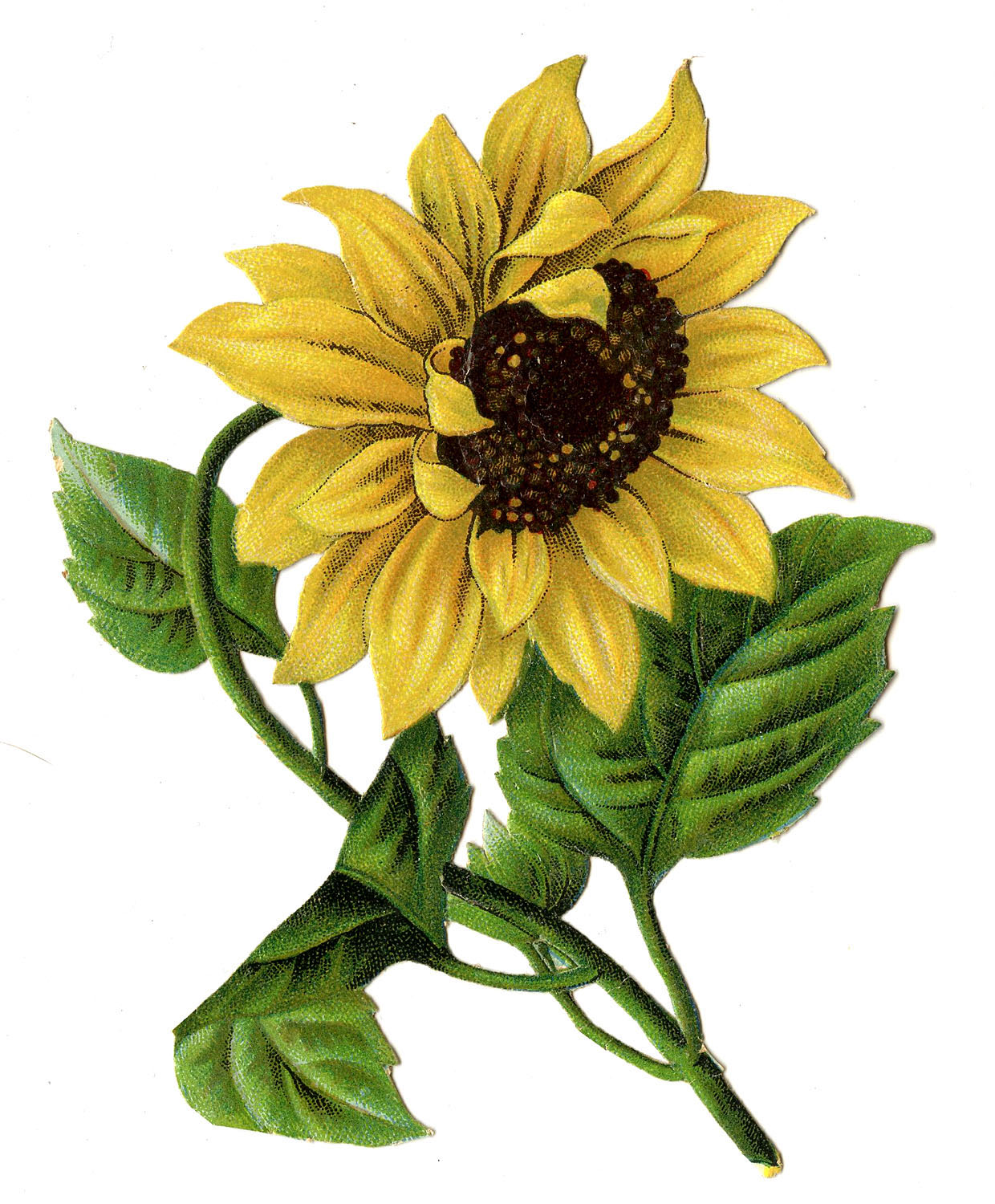 Free Printable Sunflower Images Pdf