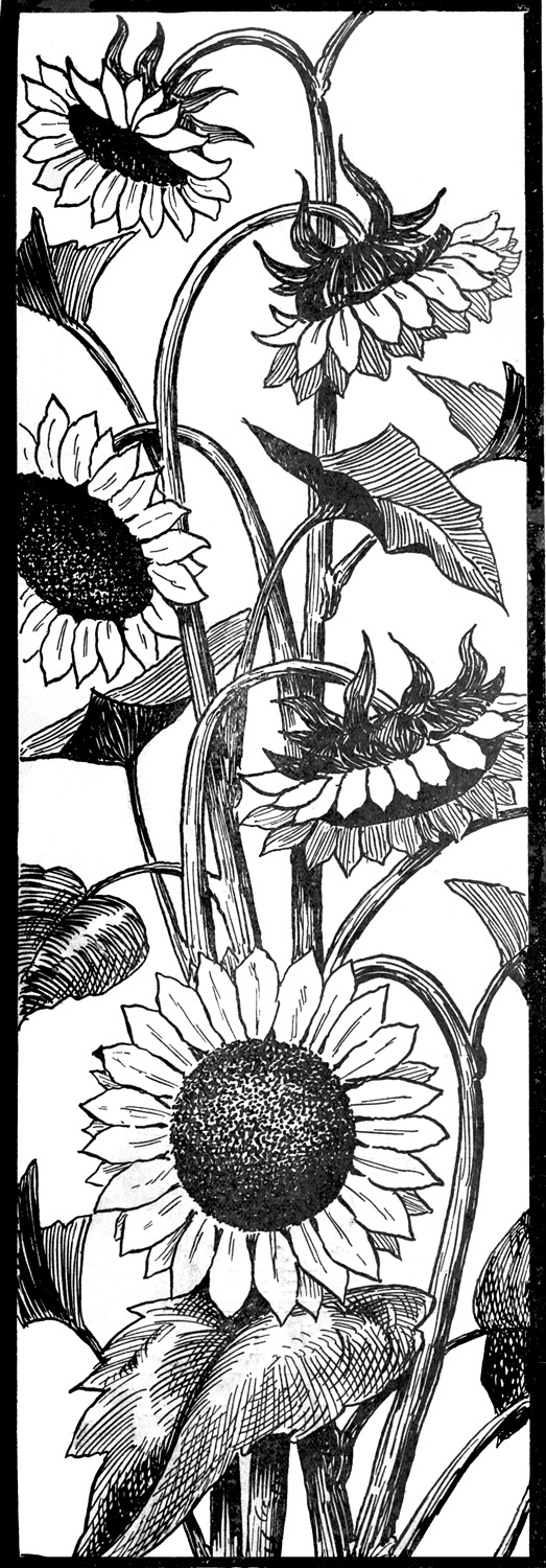 Black and white sunflower Clipart