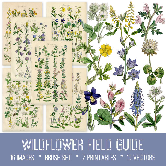 Wildflower Collage