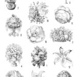 Black and white flowers collage