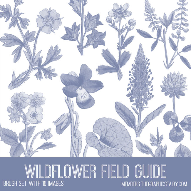 Wildflower Collage