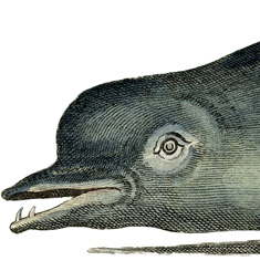 Image of Dolphin head
