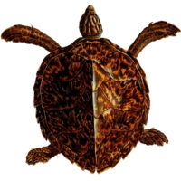 Brown Sea Turtle Image