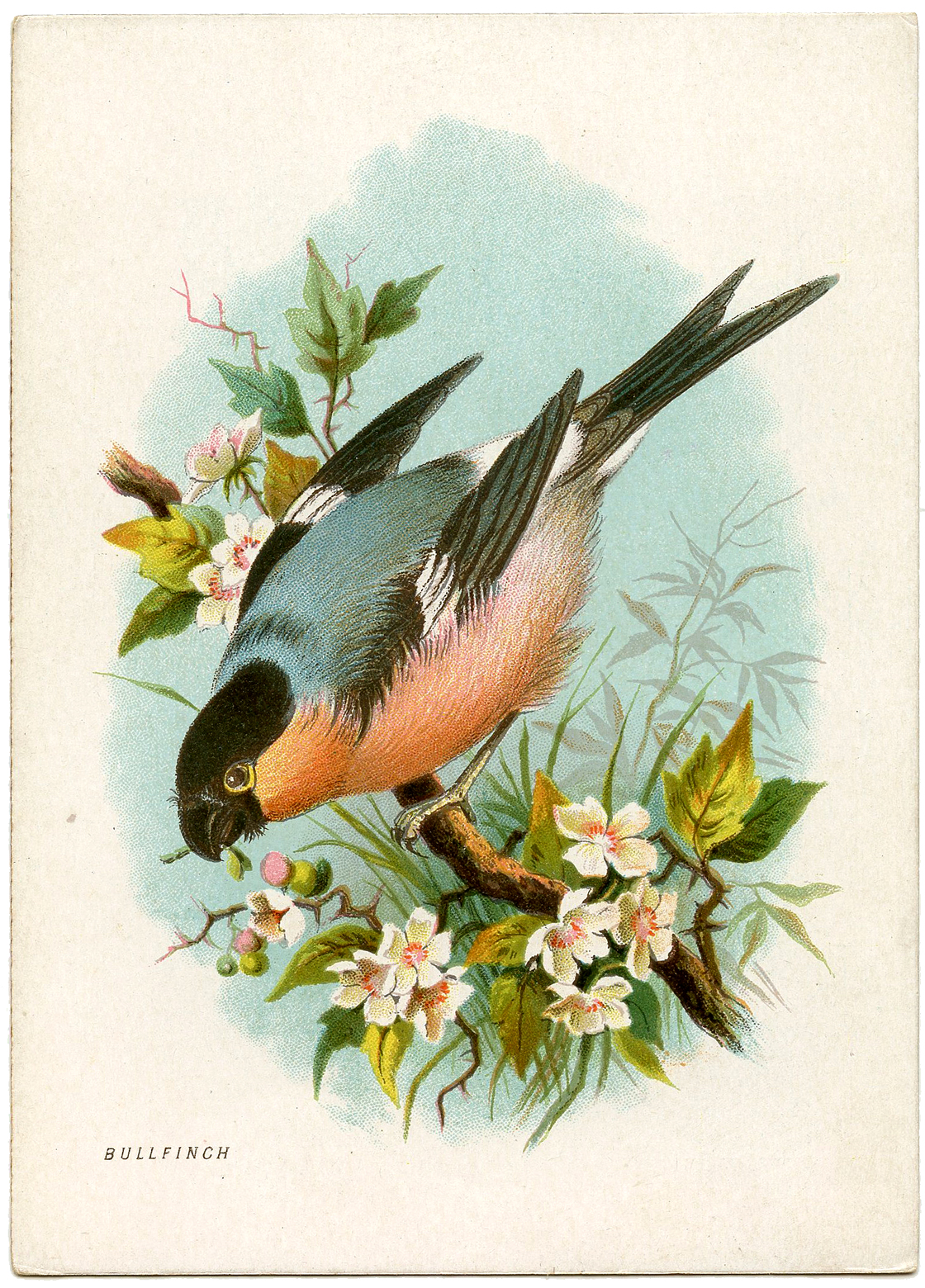 VINTAGE BIRD PRINTS: Victorian Ornithology Illustrations