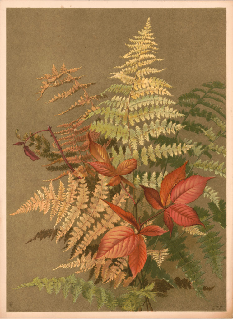 Ferns Vintage Image