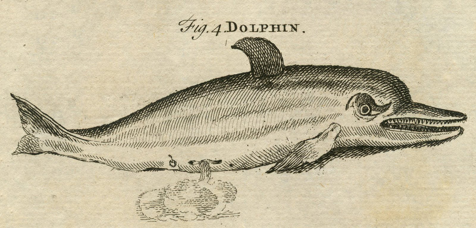 Antique Dolphin Drawing