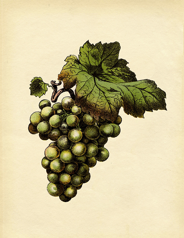 Green Grapes Botanical Print