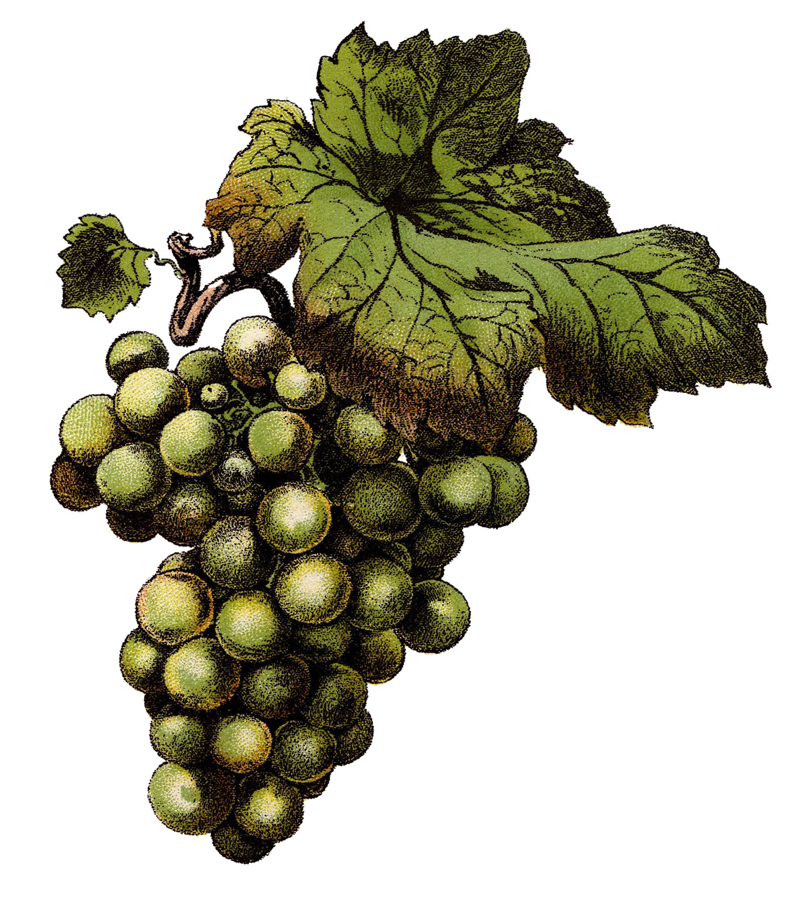 Green Grapes Clipart