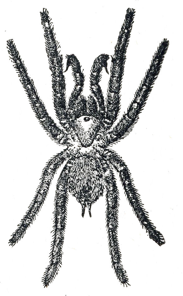 Hairy Spider from Dictionary