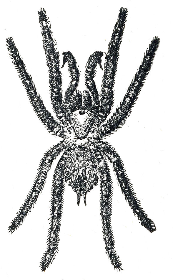 spider black and white clip art