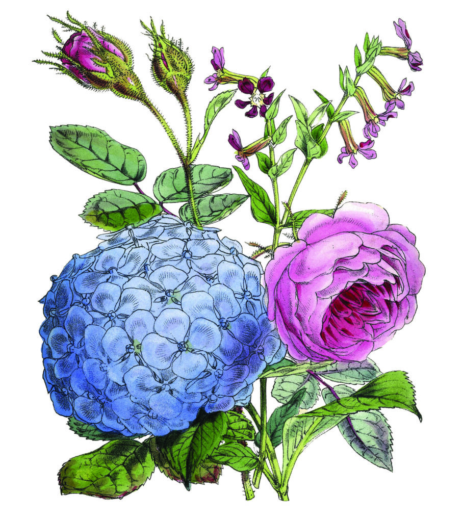 Hydrangea and Rose Image