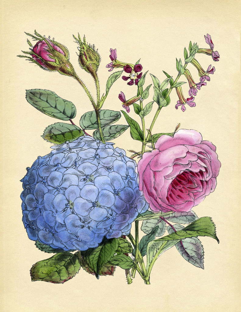 Pink Roses and Blue Hydrangea Print