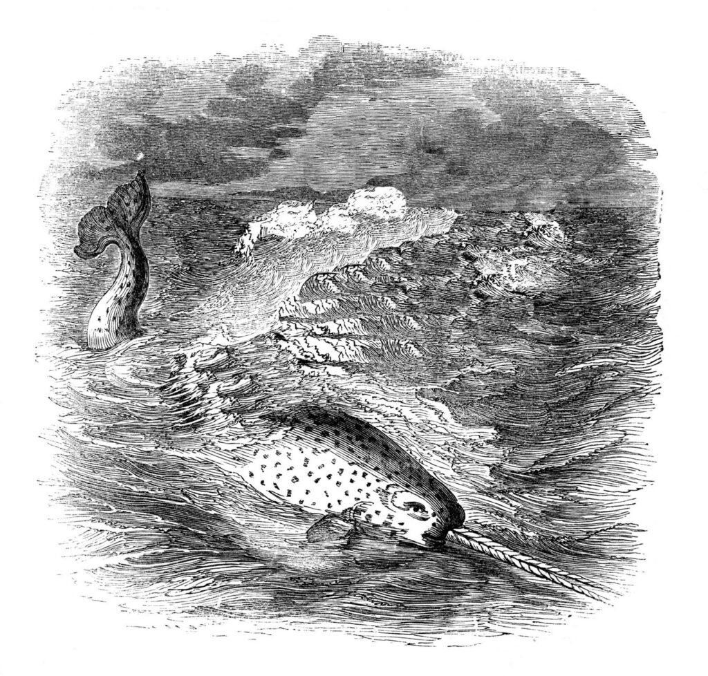 Narwhal Image in sea