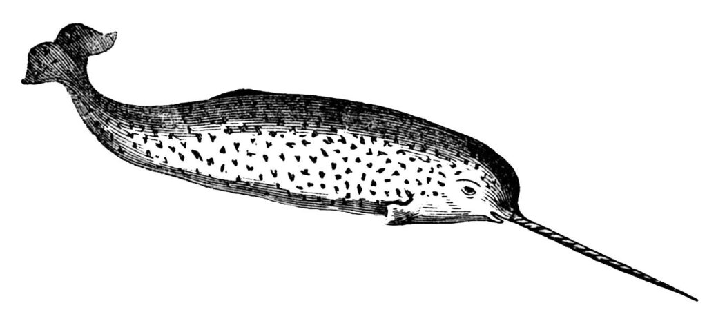 Vintage Narwhal Image