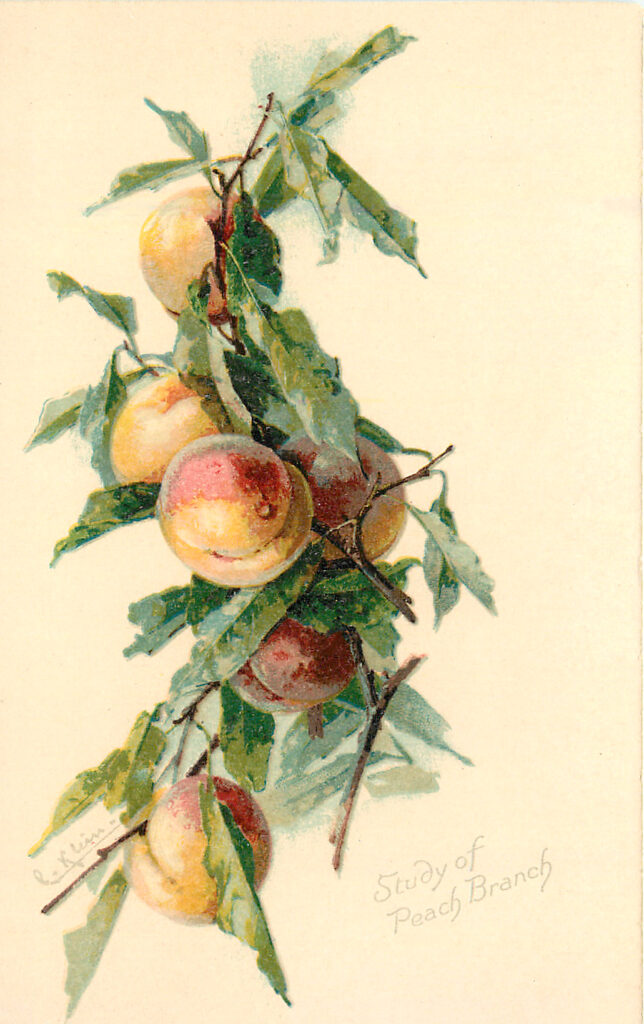 Peach Branch Image