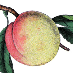 A close up of a  peach