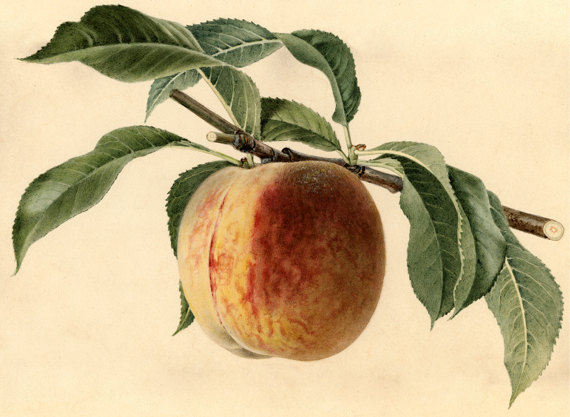 Watercolor Peach Image