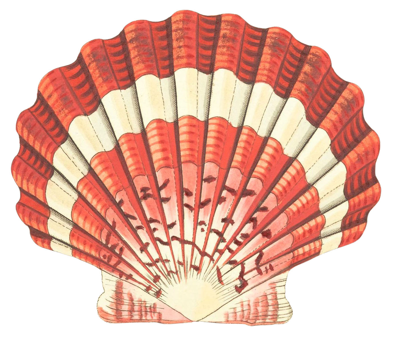 Pink Seashell Clipart