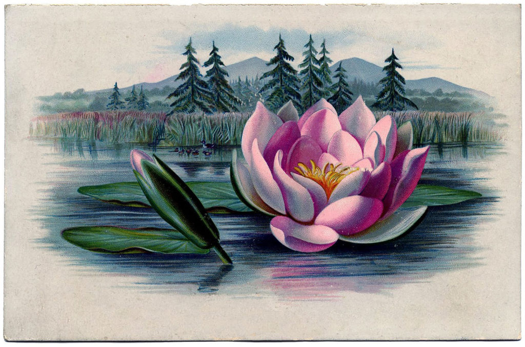 Pink Water Lily