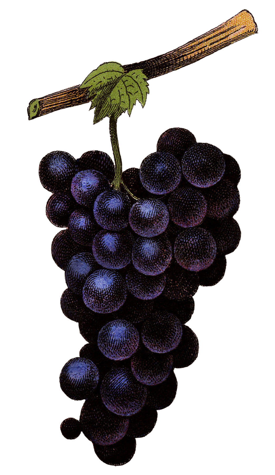 Hand Drawing of Fresh Juicy Assyrtiko Grapes Drawing by Iam Nee - Pixels