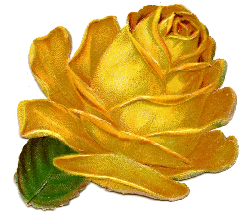 yellow rose image