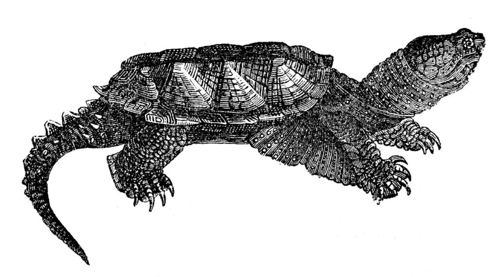 Short Turtle or Tortoise Image